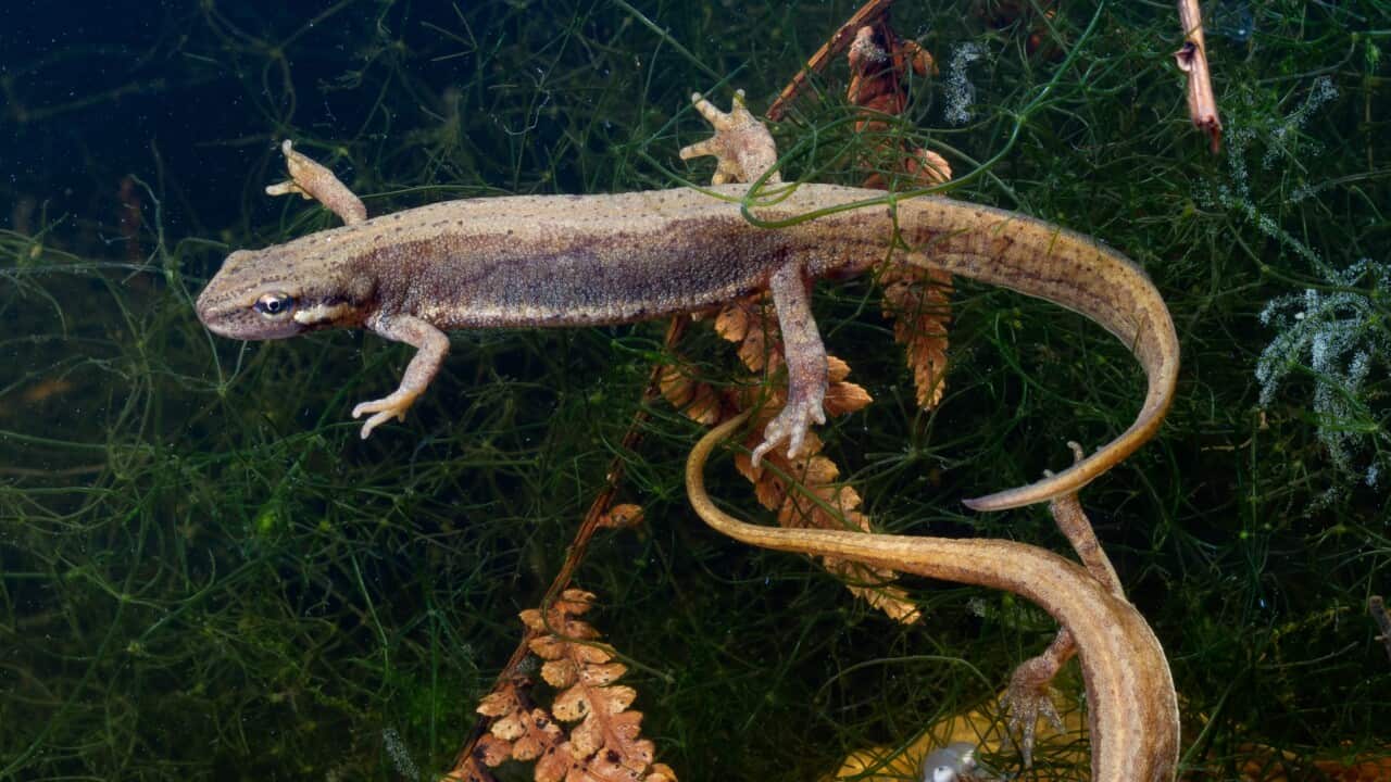 Smooth newt - Museum Victoria-001.jpg