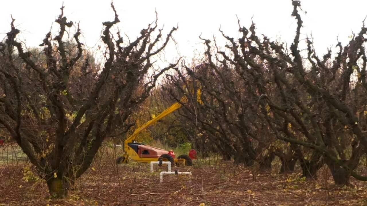 Worker in an apple orchard