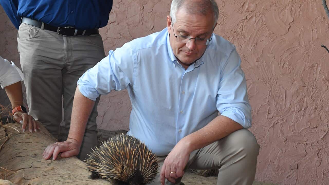 Prime Minister Scott Morrison poses with an echidna at the Alice Springs Desert Park on Day 14 of the 2022 federal election campaign, in Alice Springs, in the seat of Lingiari. Sunday, April 24, 2022. (AAP Image/Mick Tsikas) NO ARCHIVING