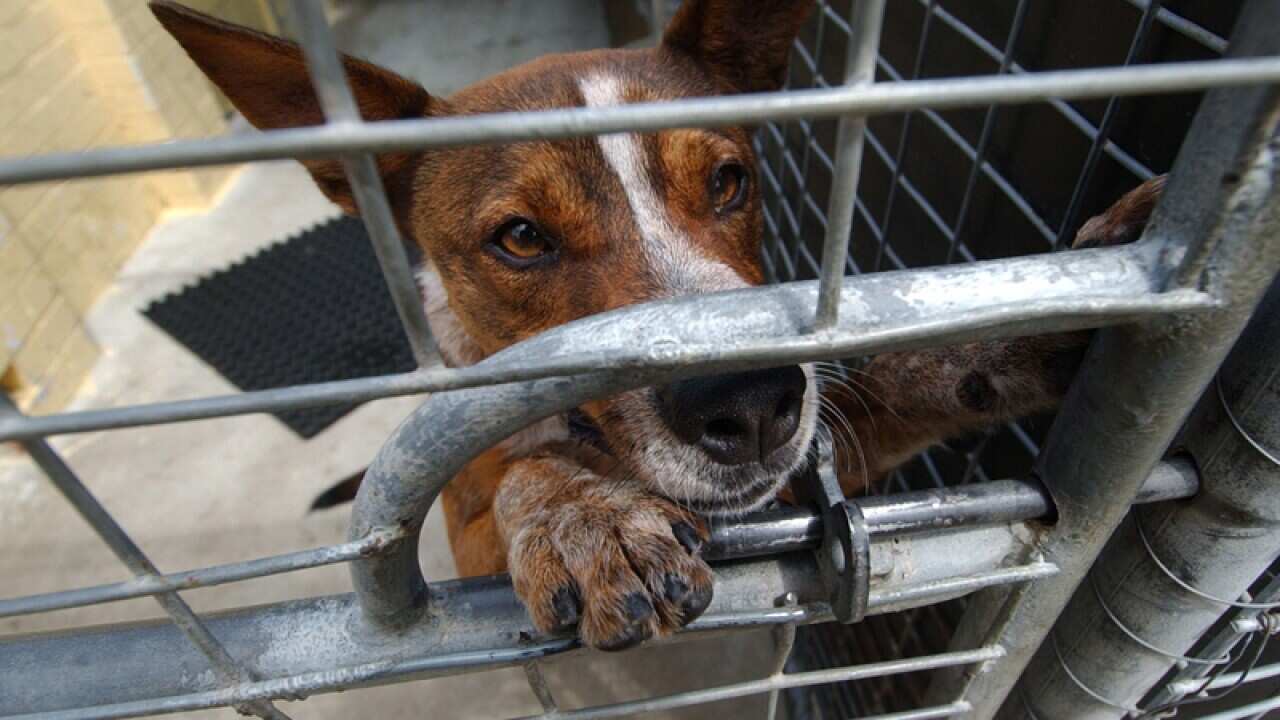 A dog in its cage at an animal refuge