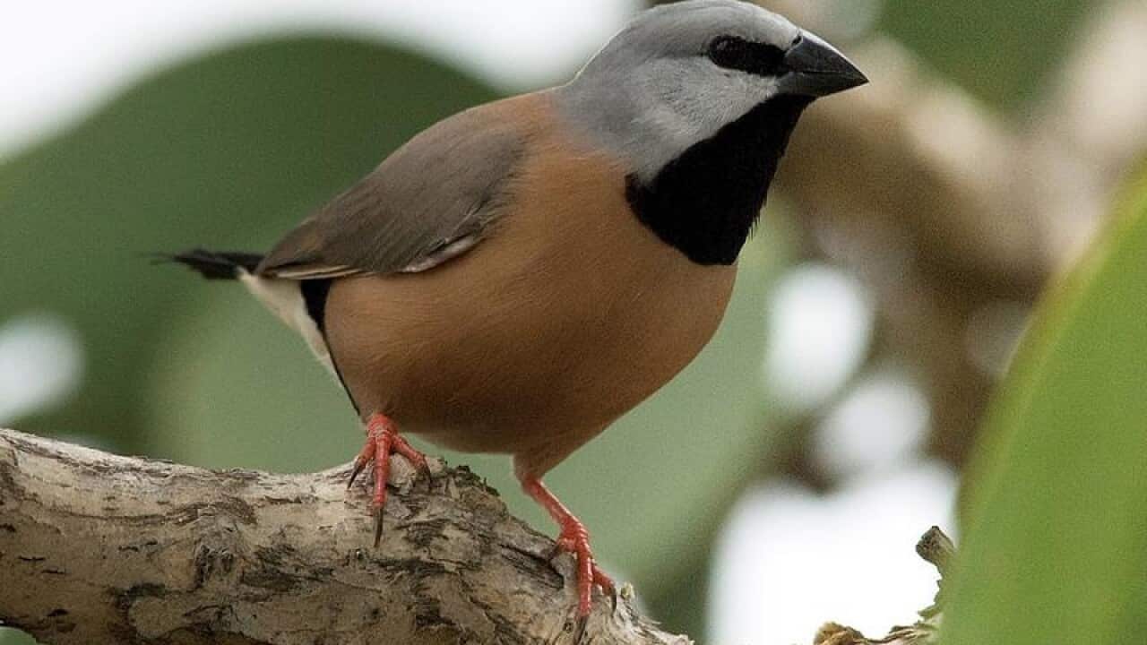 A southern black-throated finch.