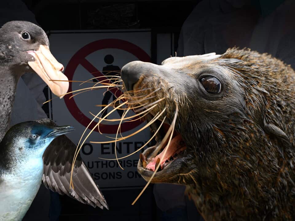 BIRD FLU COMPOSITE