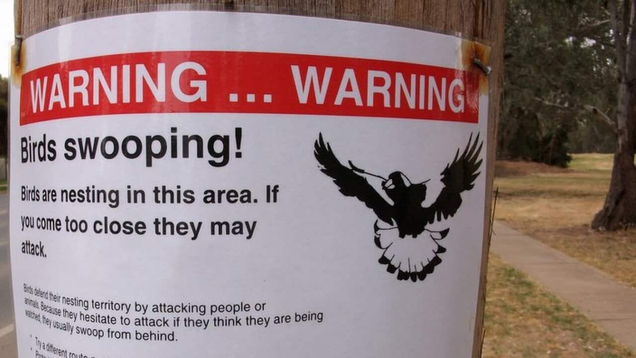 A warning sign on Bird swooping