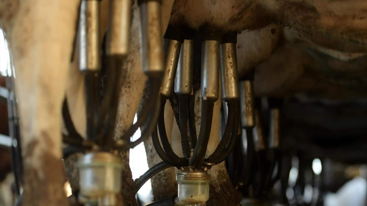 dairy cattle being milked