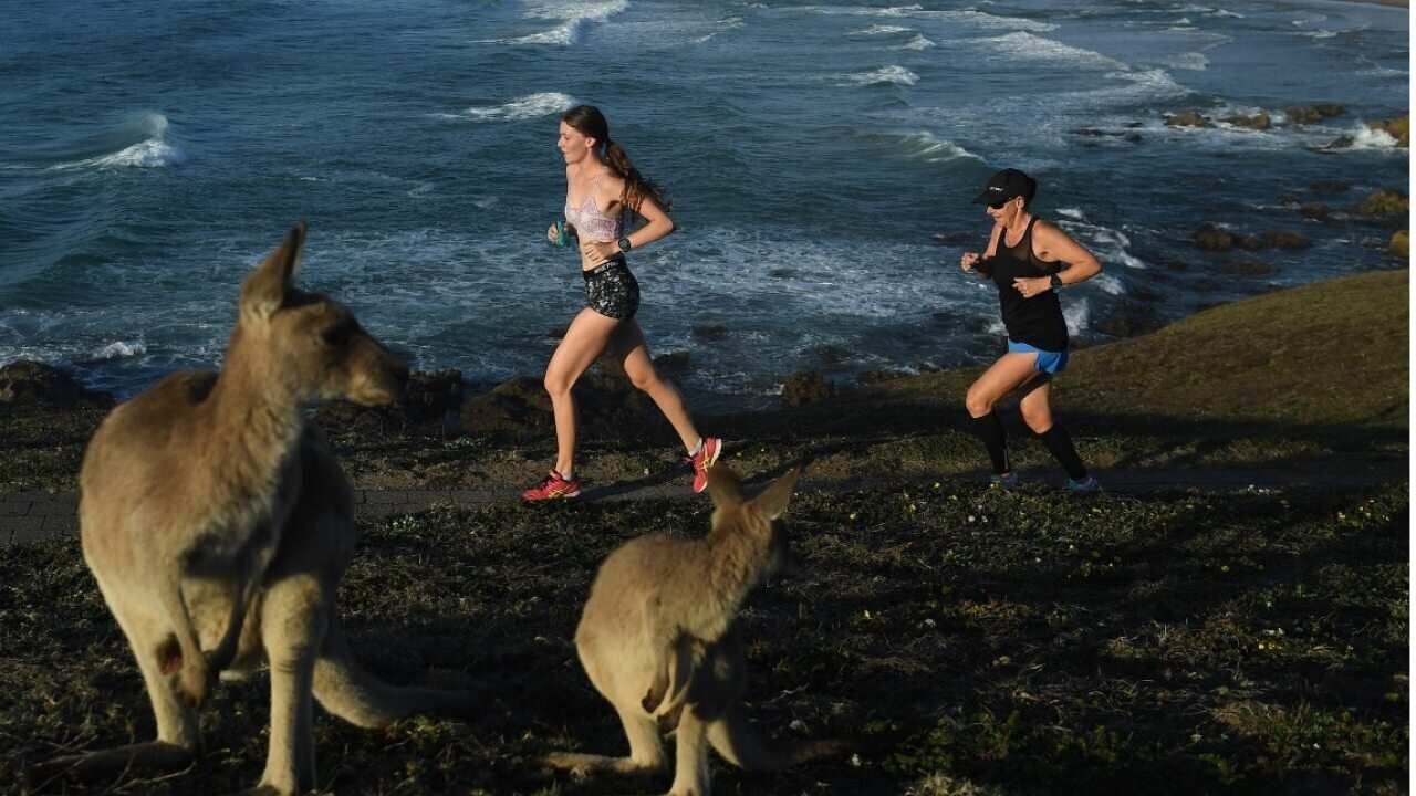 Runners pass by kangaroo's during early morning exercise on Look At Me Now Headland, north of Coffs Harbour, Saturday, October 28, 2017.
