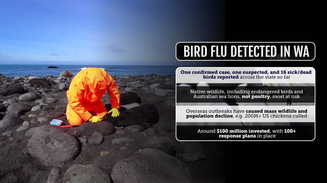 First bird flu case on mainland Australia: Wildlife concerns grow, human risk remains low