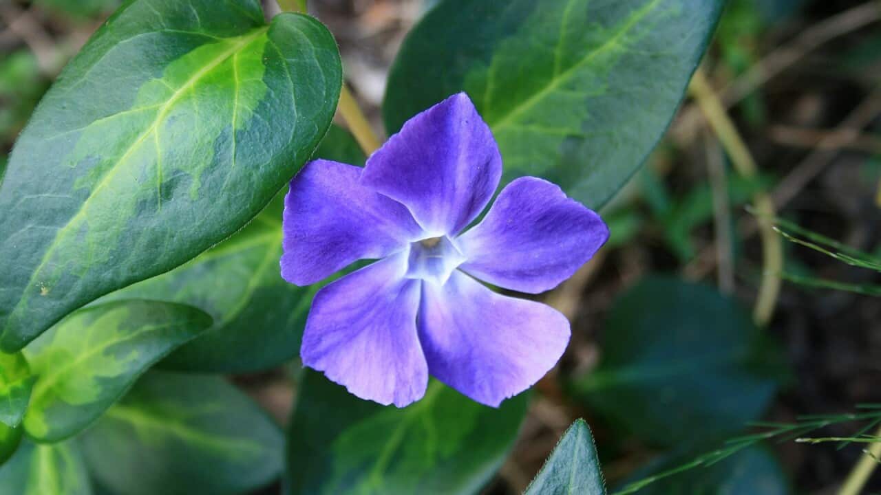 Blue Periwinkle Fowers