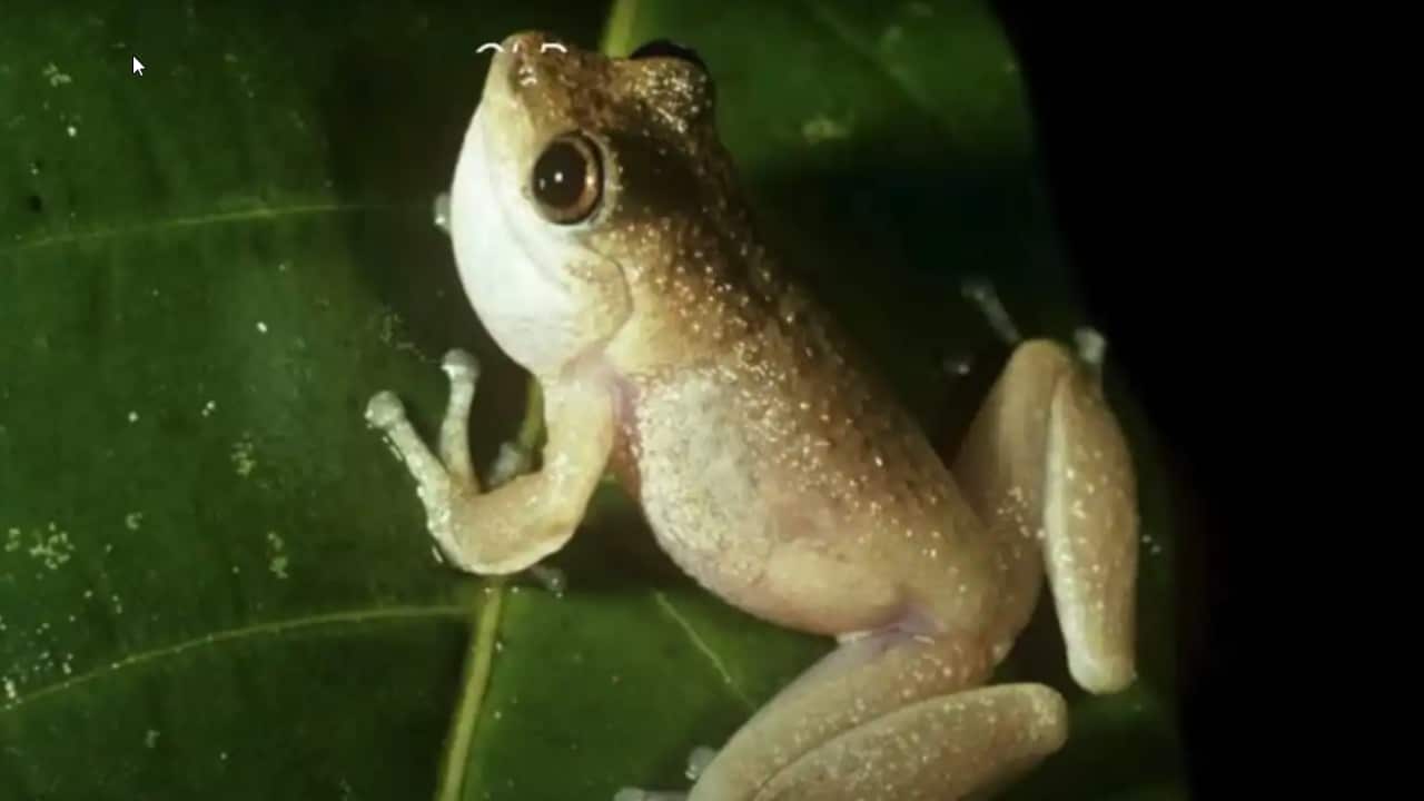 The last siting of a mountain mist frog (Litoria nyakalensis) was in 1990. Credit: Stephen Richards/Threatened Species Recovery Hub