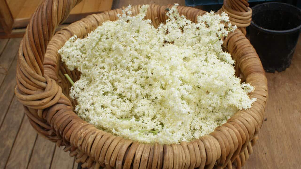 site_21_rand_694500713_elderflower.jpg