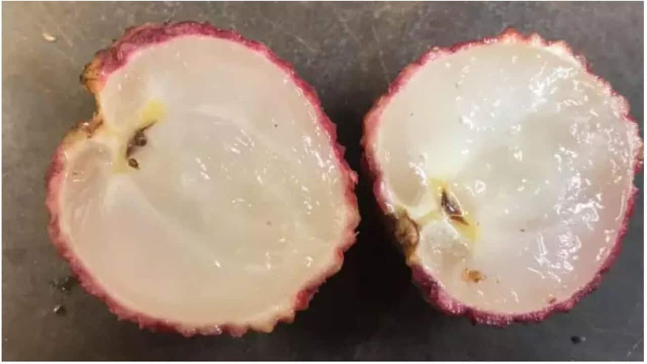 Seedless Lychee