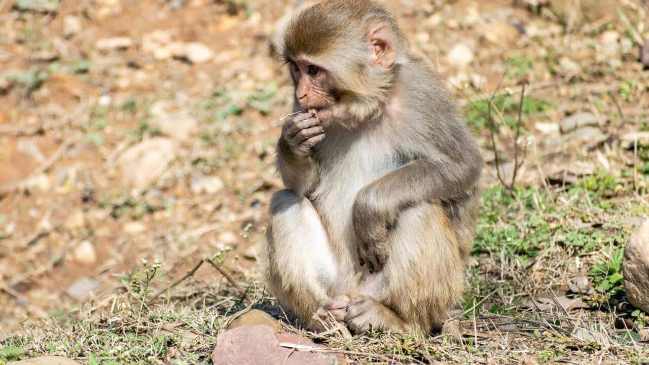 baby-monkey-sitting-on-the-ground- Free Stock Photo.jpeg