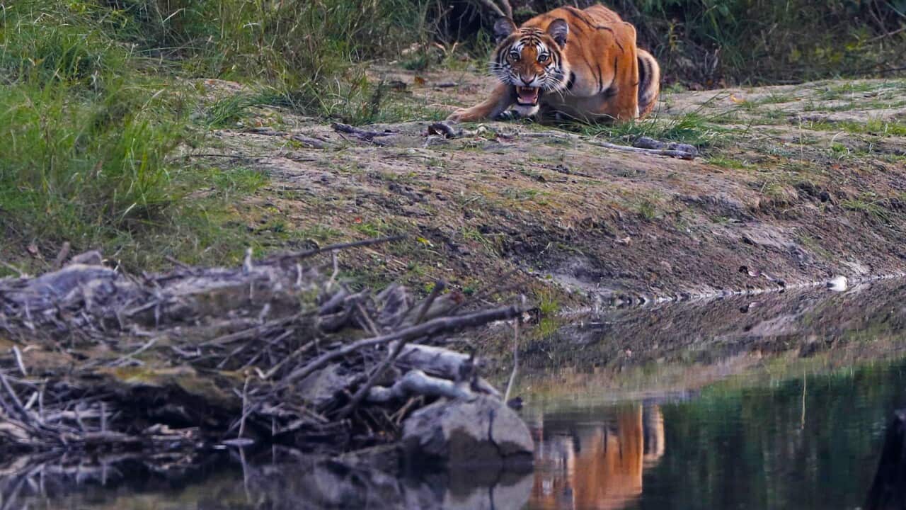 l, Wednesday, March 31, 2021. Previously established as the Royal Karnali Wildlife Reserve in 1976 the Baridiya National park is also one of the biggest national parks in Southern belt of Nepal and famous for Royal Bengal tiger sighting. (AP Photo/Niranja