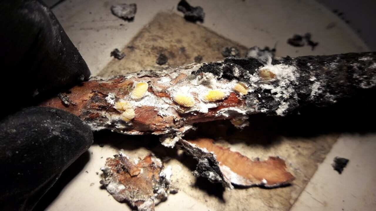 Marchalina Hellenica in Australia