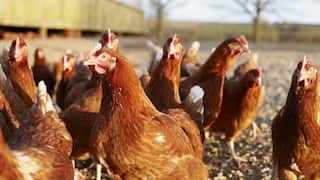 A flock of brown free-range chickens stand in a sunny outdoor yard with a coop visible in the background.