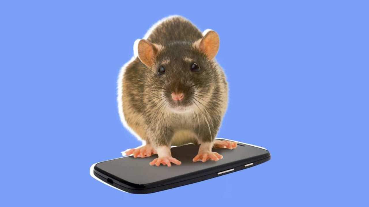 For the Love of God, Please Chill Out About That New Study About Rats and Cell Phones and Cancer