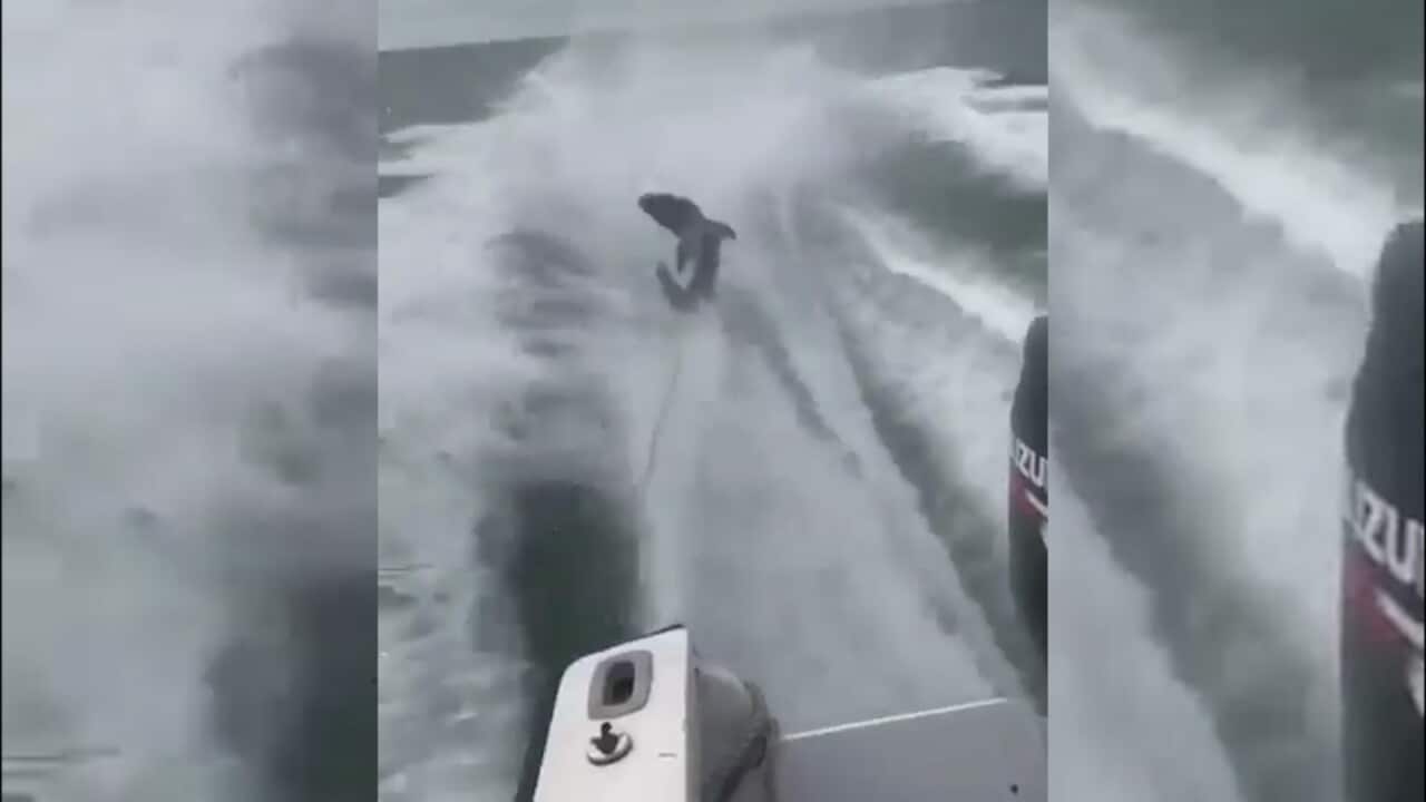 Shark