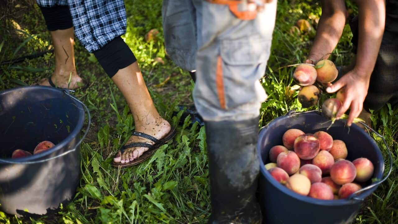 The agriculture industry is calling for the federal government to scrap an increase in tax for people on working holidays.