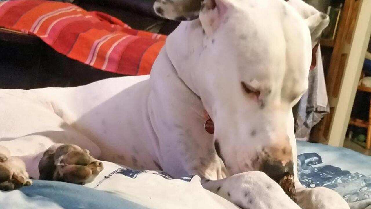 Tracy Kenwery's dog Amigo.