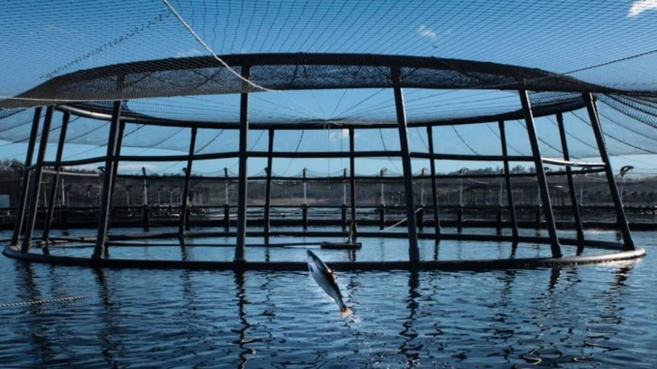 Tassal 在塔州的三文魚場。