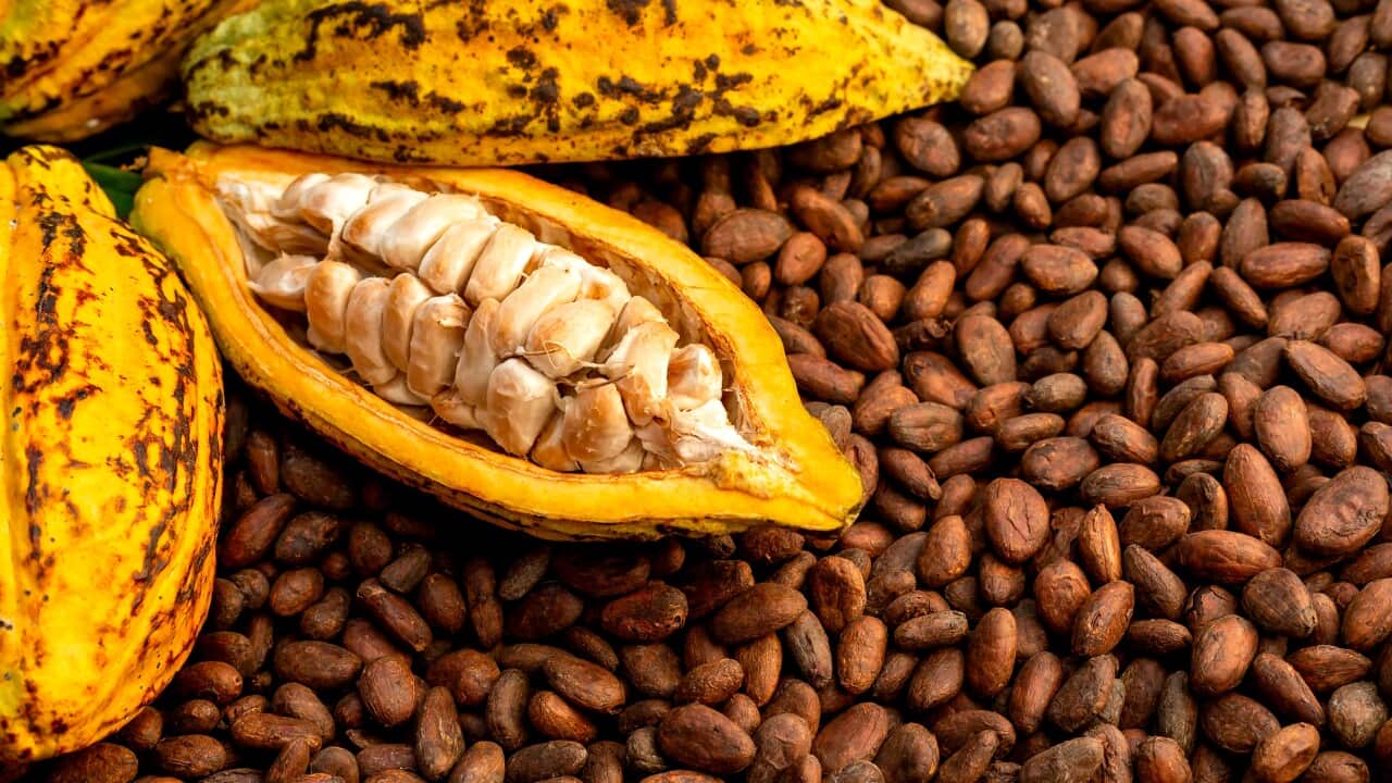 cacao, Davao, cacao capital of the Philippines