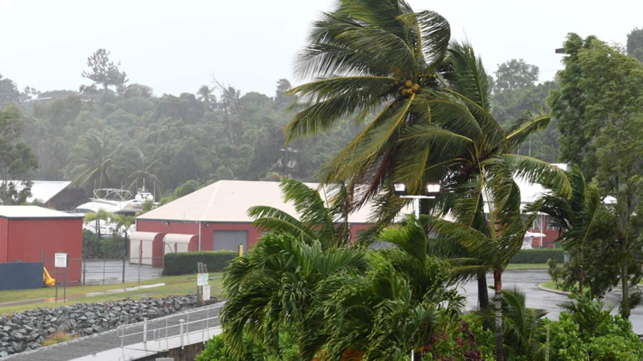 Palm trees blow in strong wind on Airlie Beach