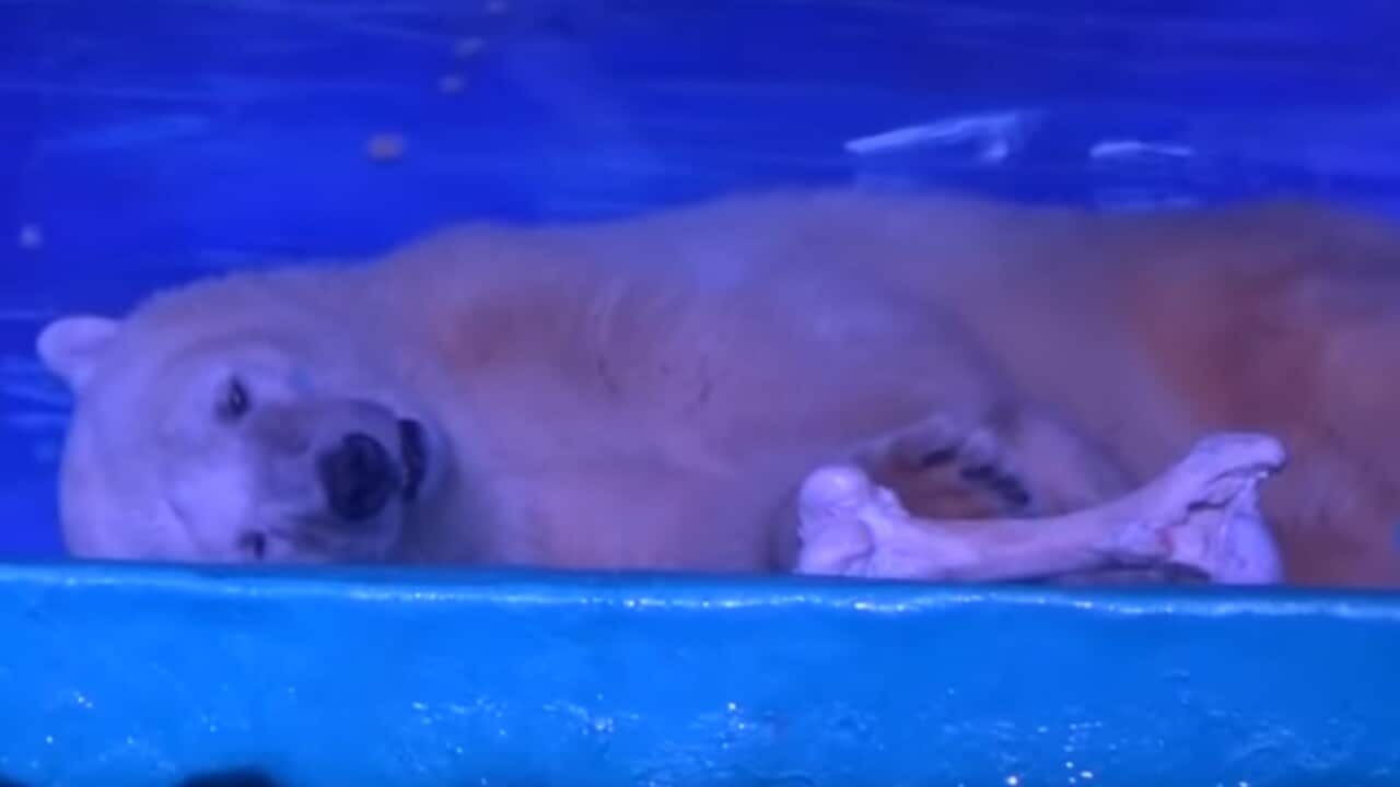 The bear sitting lifeless inside the enclosure 