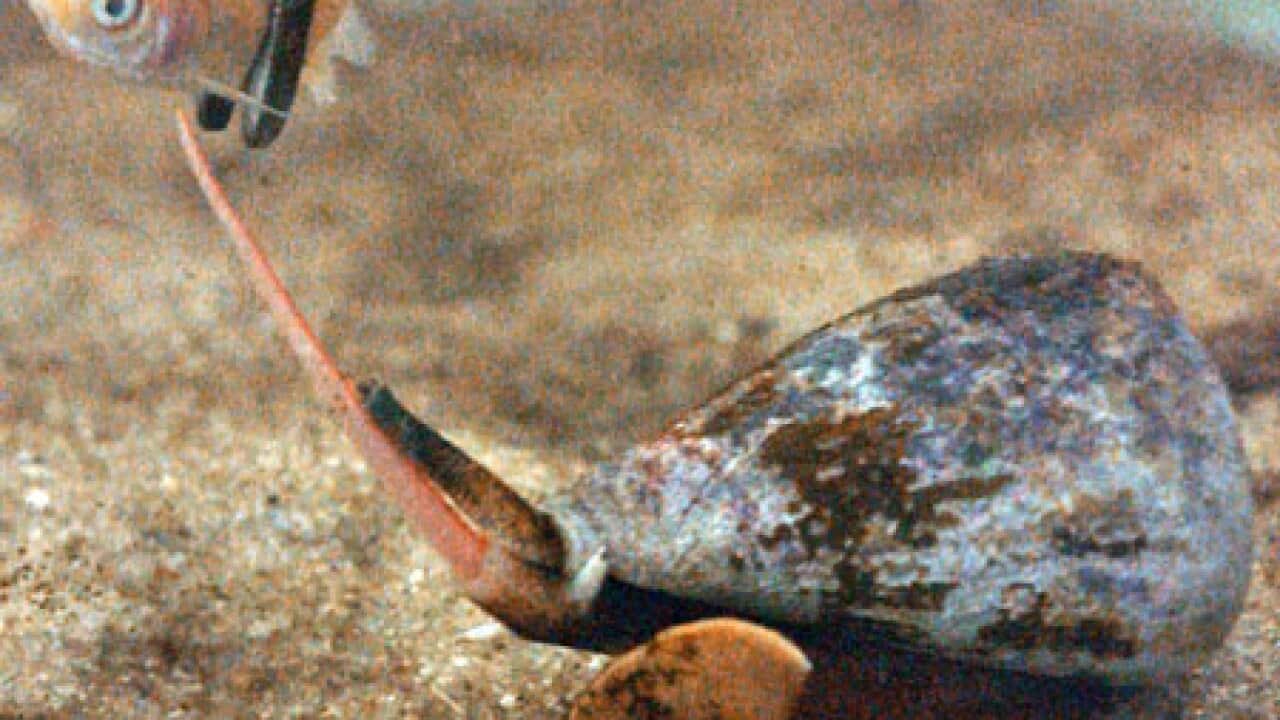 killer_snail_100204_B_AP_358383467