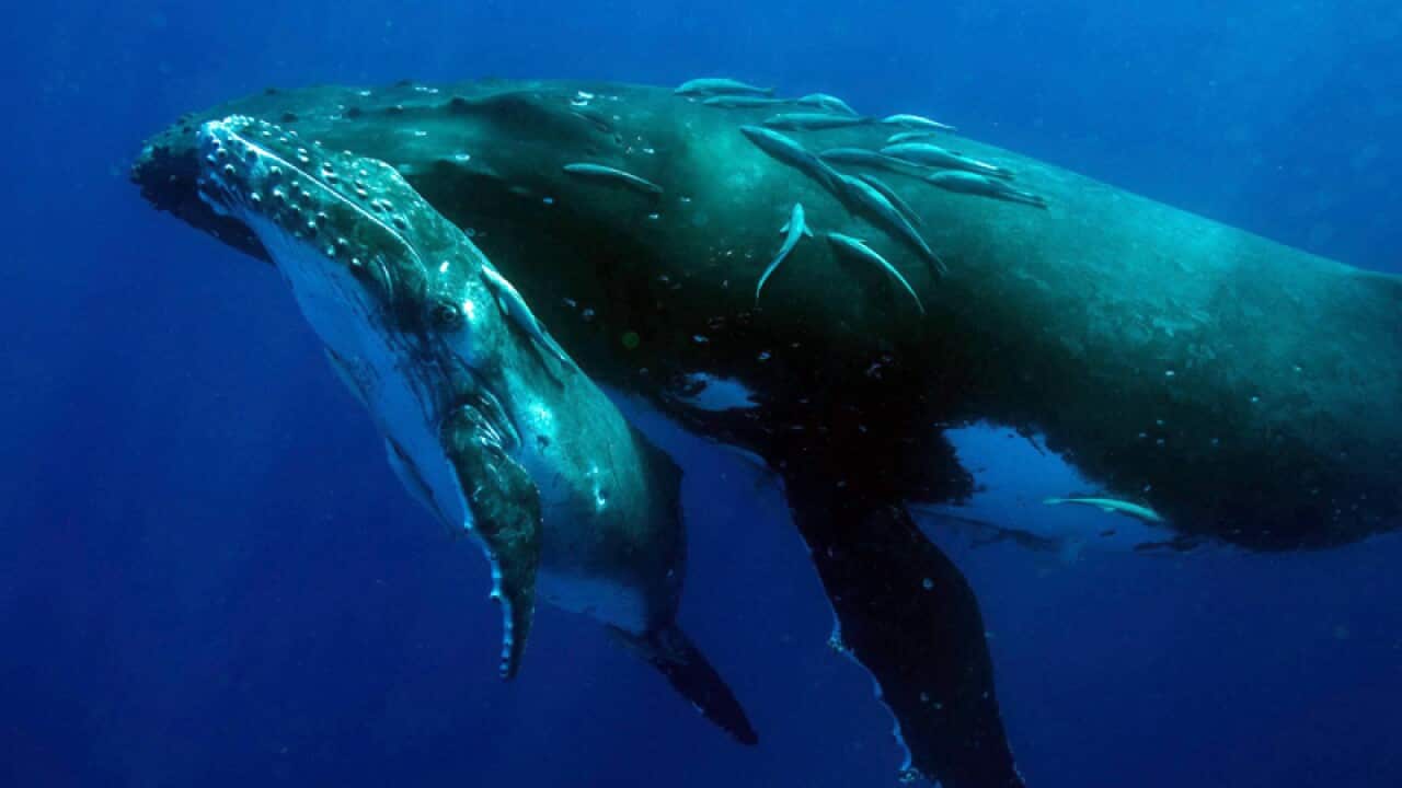 A humpback mother and calf