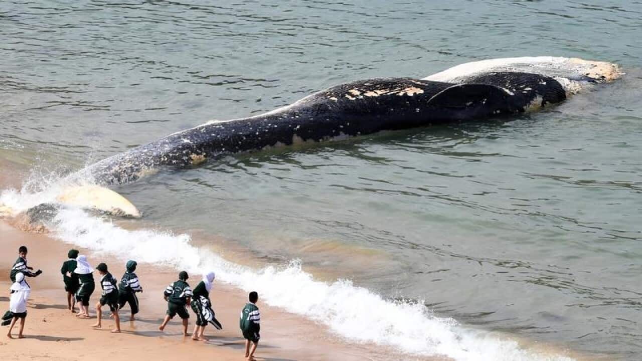 The whale carcass on Sydney's Wattamolla Beach has attracted curious onlookers.
