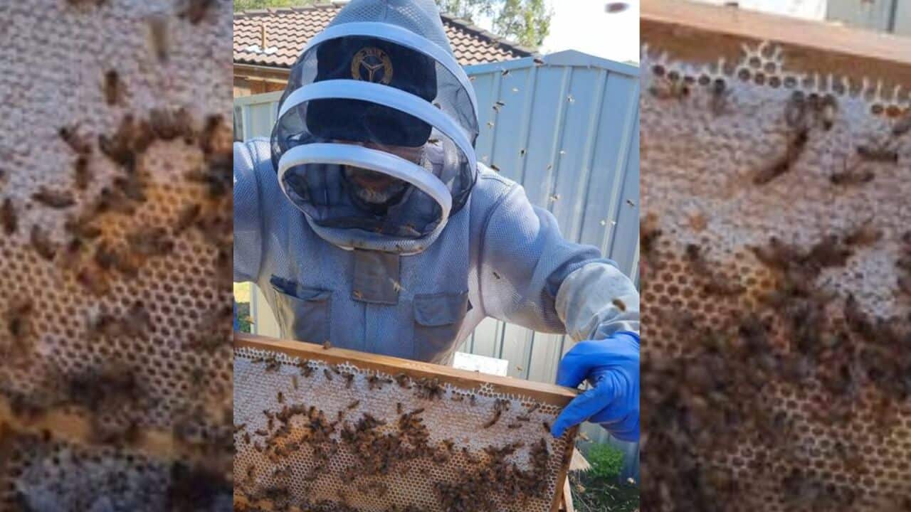 beekeeper