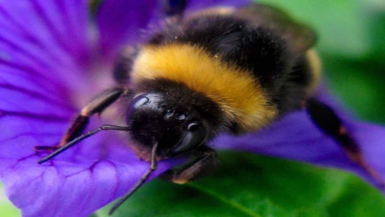Bumblebee