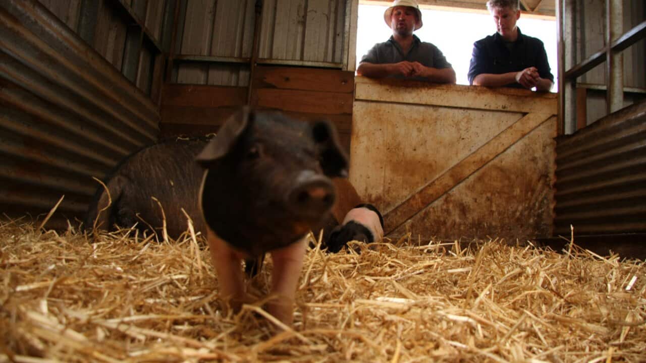 Episode 1: Gourmet Farmer