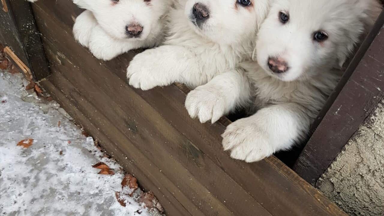 Italy avalanche