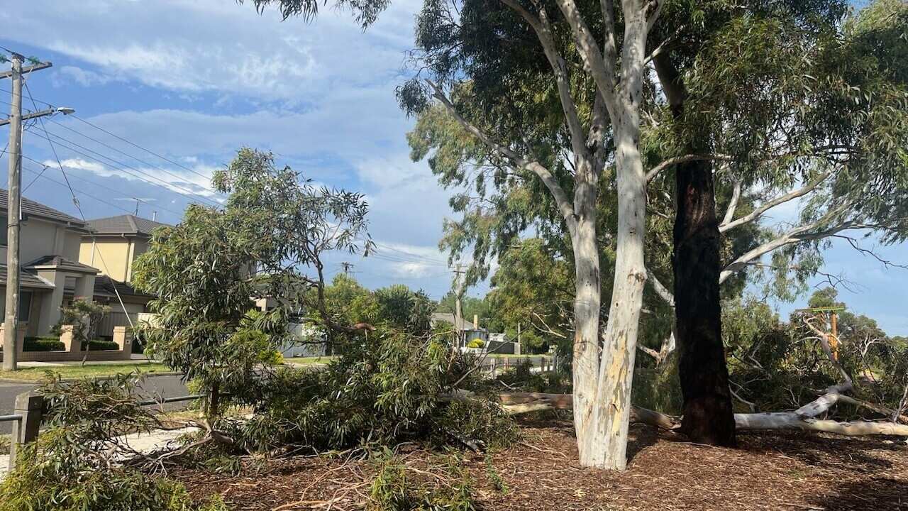 melbourne storm main photo.jpg