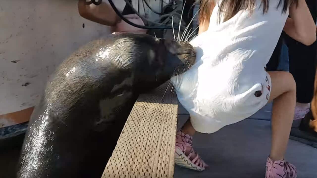 A seal in Canada bites girl and drags her into the water.