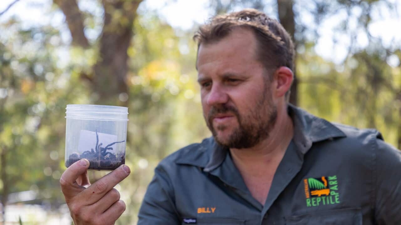 A man holds up and peers into a container with a big spider inside.