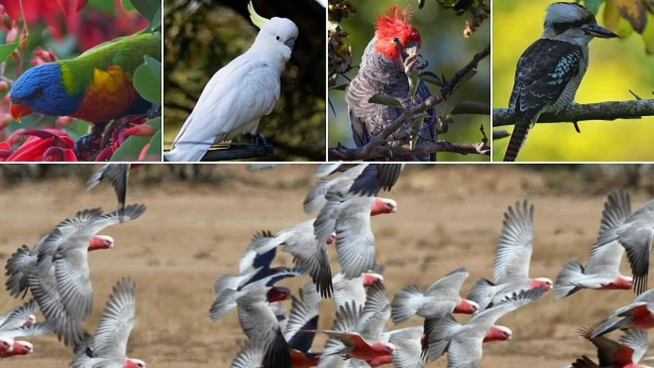 National Bird Week
