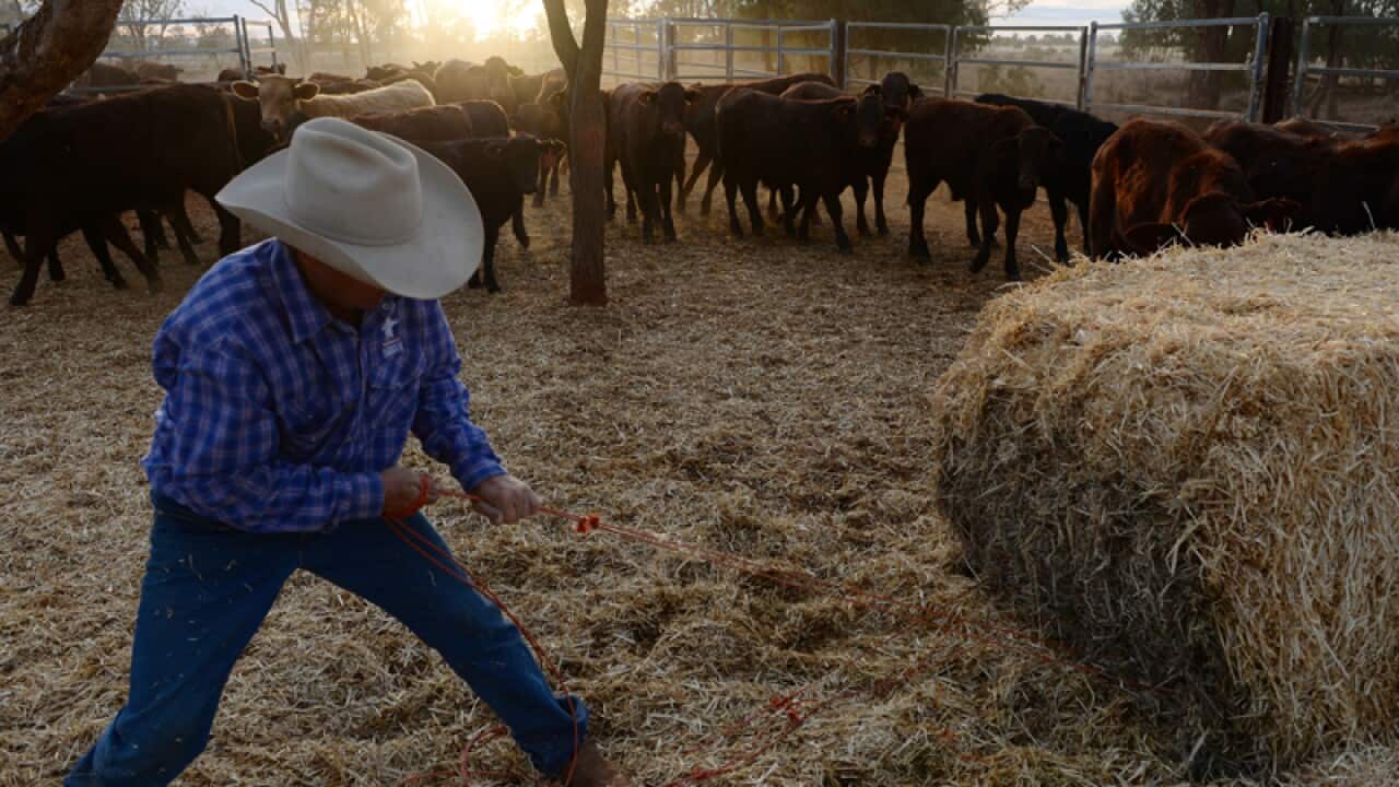 A farmer opens a bale of hay on a property in Queensland