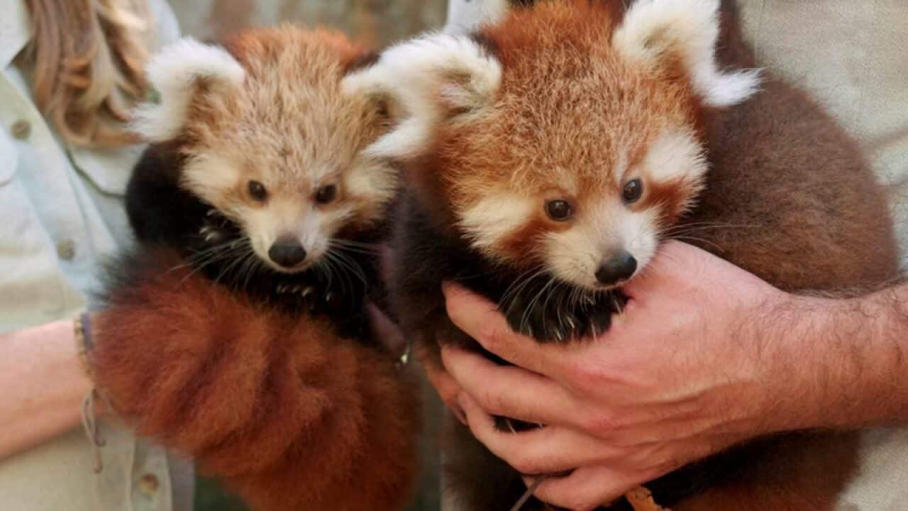 The two males have been named Rohan and Ishwar while the female cub was called Mishry.