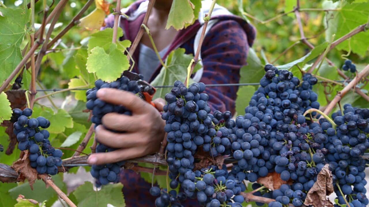 Fruit picking in Victoria