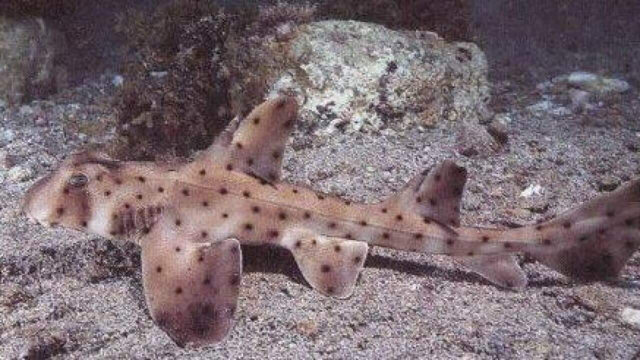 Miss Helen the horn shark was safely returned back to the aquarium.