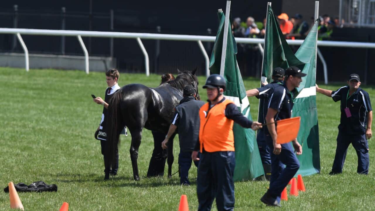 Track staff erect a screen around The Cliffsofmoher before he was put down