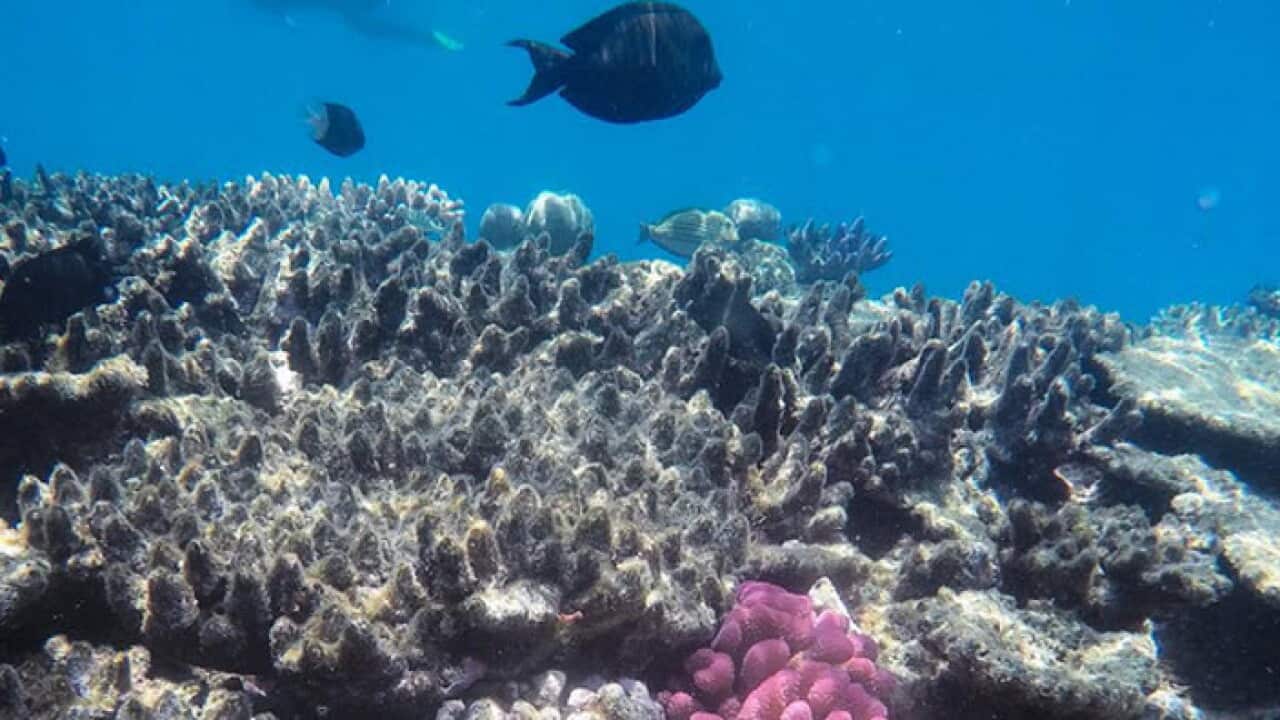 megcleary25 Great Barrier Reef