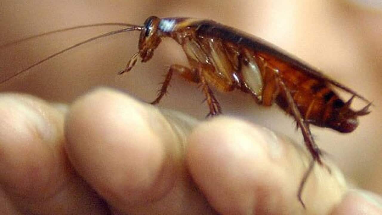 deutsche küchenschabe kakerlake cockroach