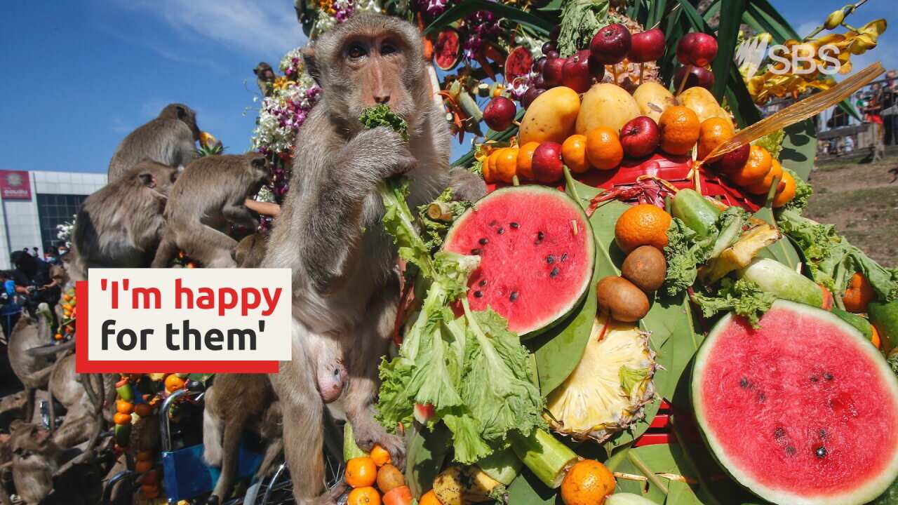 Thai Monkey Festival