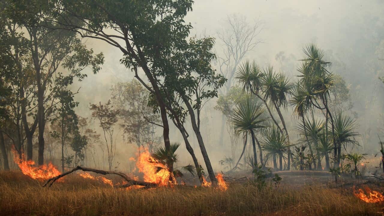 Cultural burning