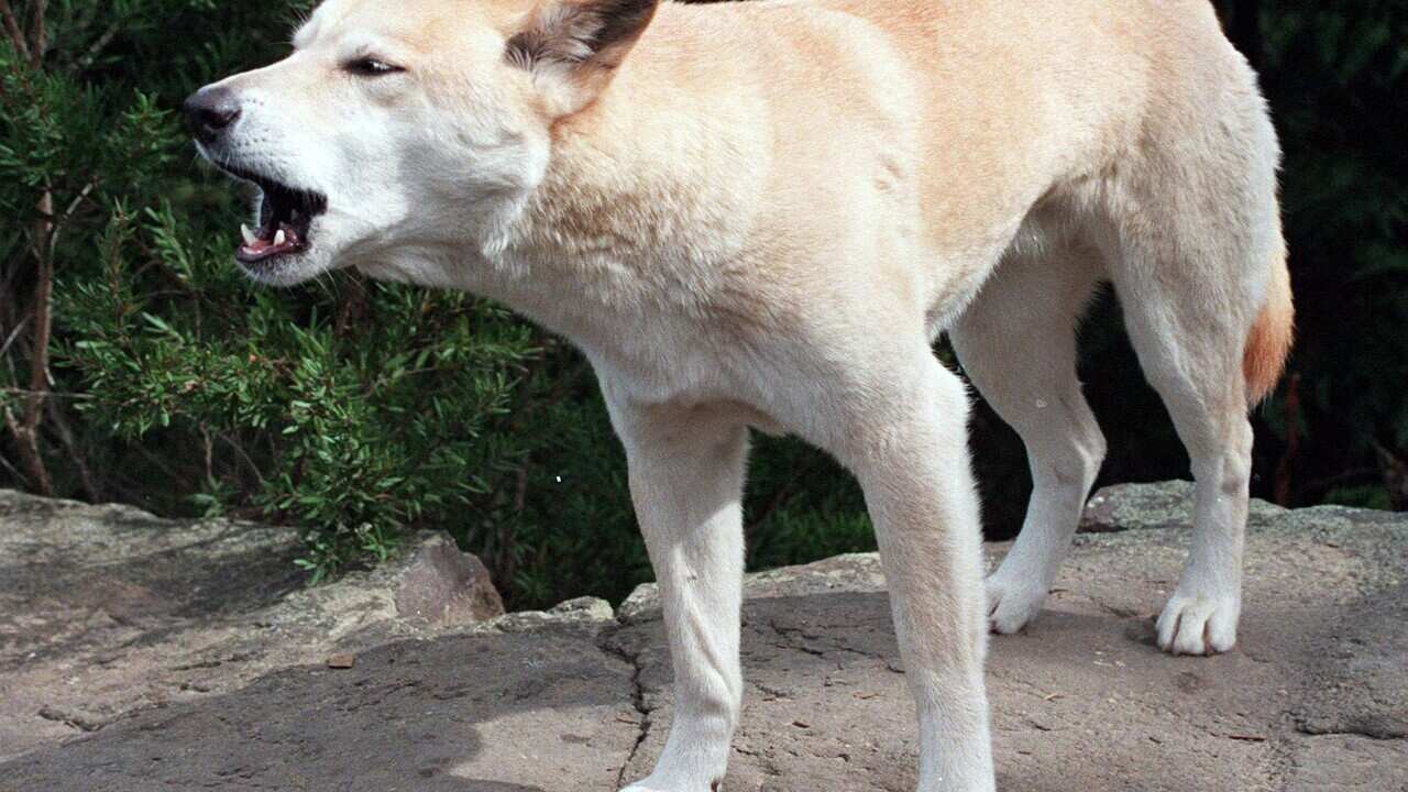 澳洲野狗(Wongari)