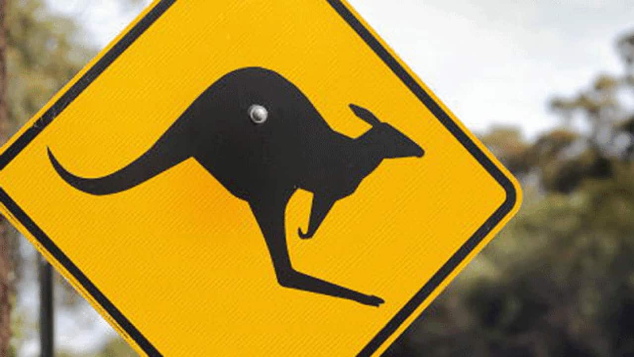 Kangaroo_roadsign_120703_b_getty_938601932