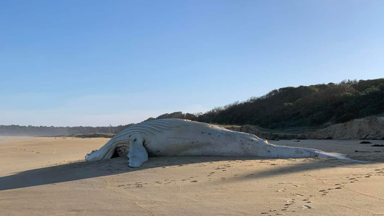 The body of a white whale found dead on a remote beach near Mallacoota in Victoria’s East Gippsland region.