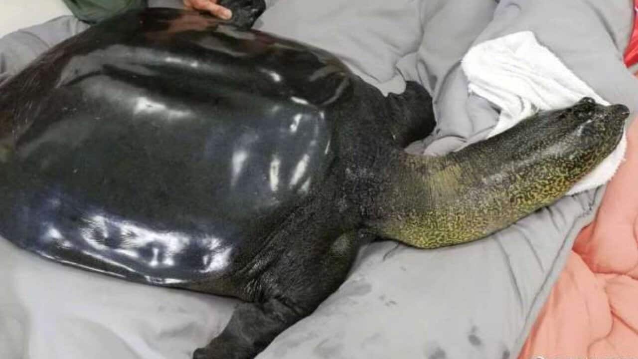 Xiangxiang, the last known Yangtze giant softshell turtle, died at Suzhou Zoo on the weekend.